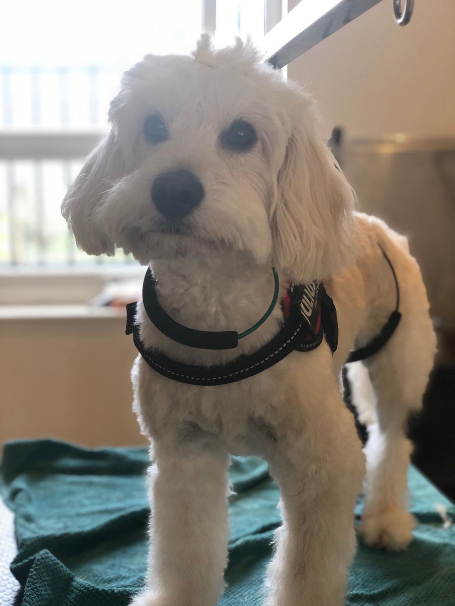 WAGSLIVERPOOL's tweet photo. Dogs of summer! ☀️ 🍹 🏖 #summerstyle #makeover #holidays #feelinghot #herecomesthesun #collie #bordercollie #bichonfrise #bichon #puppy #spaniel #milo #dogsoftwitter #dogsofliverpool #scousepets #scousedogs https://t.co/Li2OcQP6eg