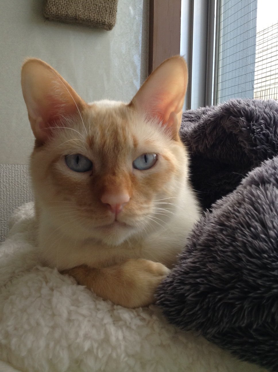 耳の大きい猫 Twitter Search Twitter