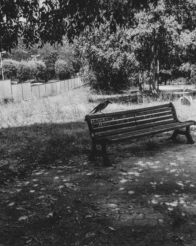 «Sing to me raven, I miss her so much.»
•
~Steven Wilson - The Raven That Refused To Sing~
•
#black #igersbnw #landscape #blackandwhitephotography #noiretblanc #noirlovers #bwbeauty #white #blancinegre #monochrome #bw_lover #byn #blancoynegro #portra… ift.tt/2KJgjzJ