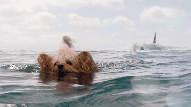 attackplanetb's tweet photo. "If you want a tense thriller like #TheShallows or a hydrophobia-inducing classic like #Jaws, then you might want to skip this one." https://t.co/xUSVooHk6m #TheMeg #Sharksploitation #Horror #SciFi #Review #JonTurteltaub #SavePippen https://t.co/aL9ivHUAUx
