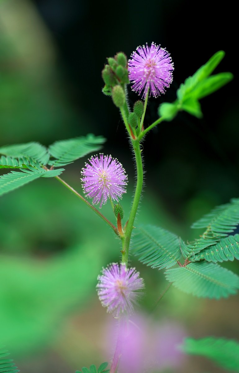 もも Na Twitteru オジギソウの花が見頃 ピンクの小さいポンポンのような花がかわいい 8 もも Na Twitteru オジギソウの花が見頃 ピンクの小さいポンポンのような花がかわいい 8