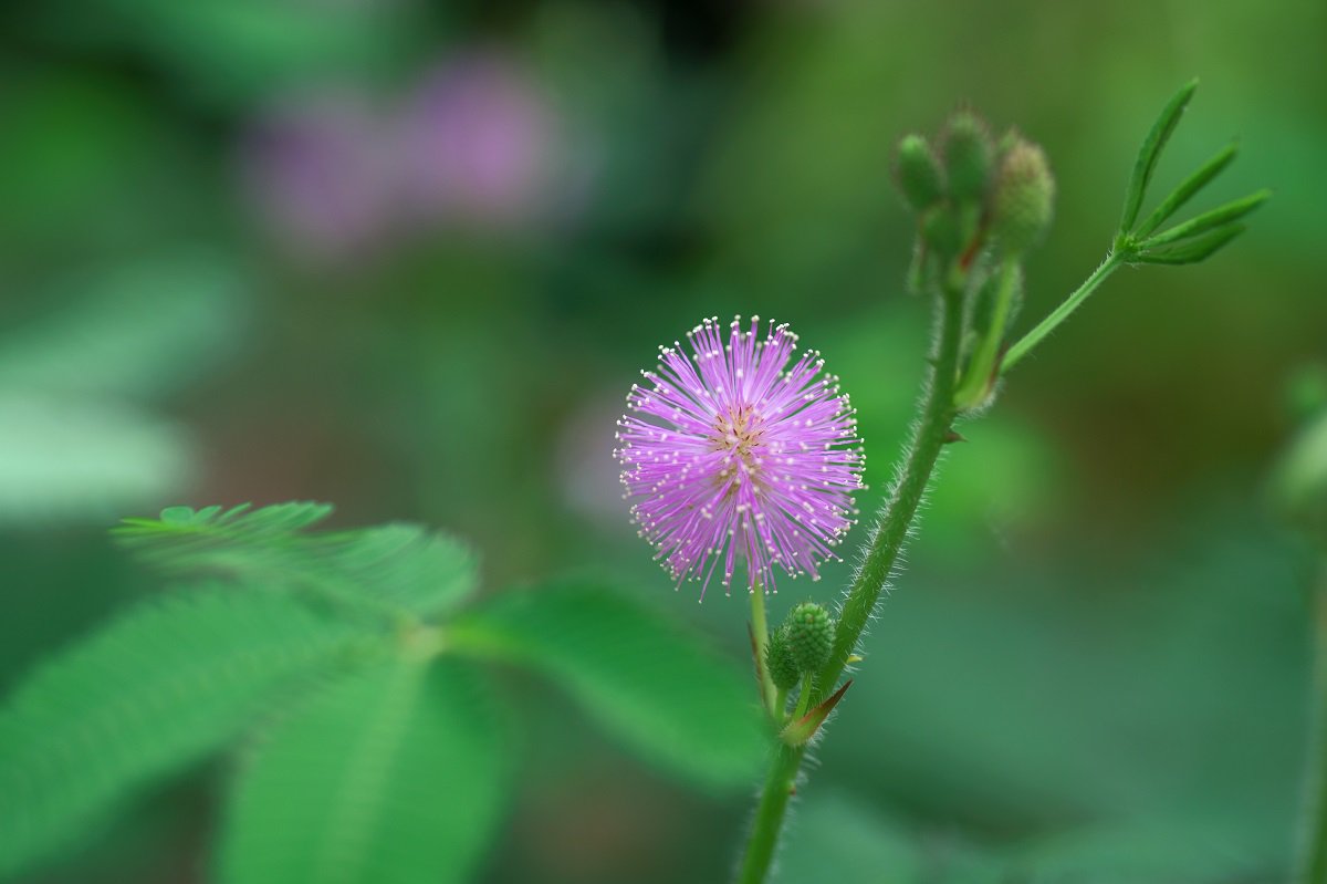 もも على تويتر オジギソウの花が見頃 ピンクの小さいポンポンのような花がかわいい 8