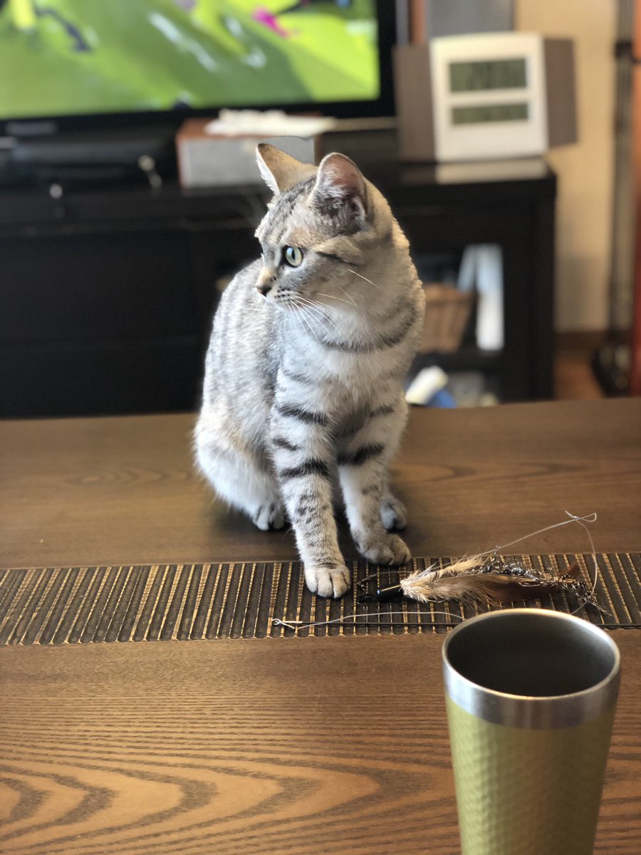 healingcat_bot's tweet photo. 我が家の天使お納めください (tinsk0u)さんより https://t.co/Vlbf4WzCFK