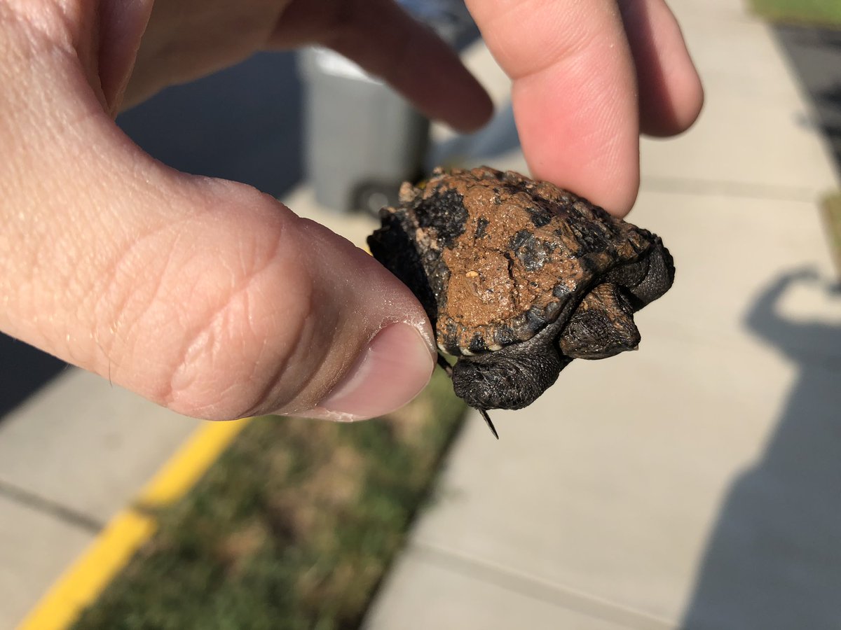 Trampled by turtles this morning... baby turtles