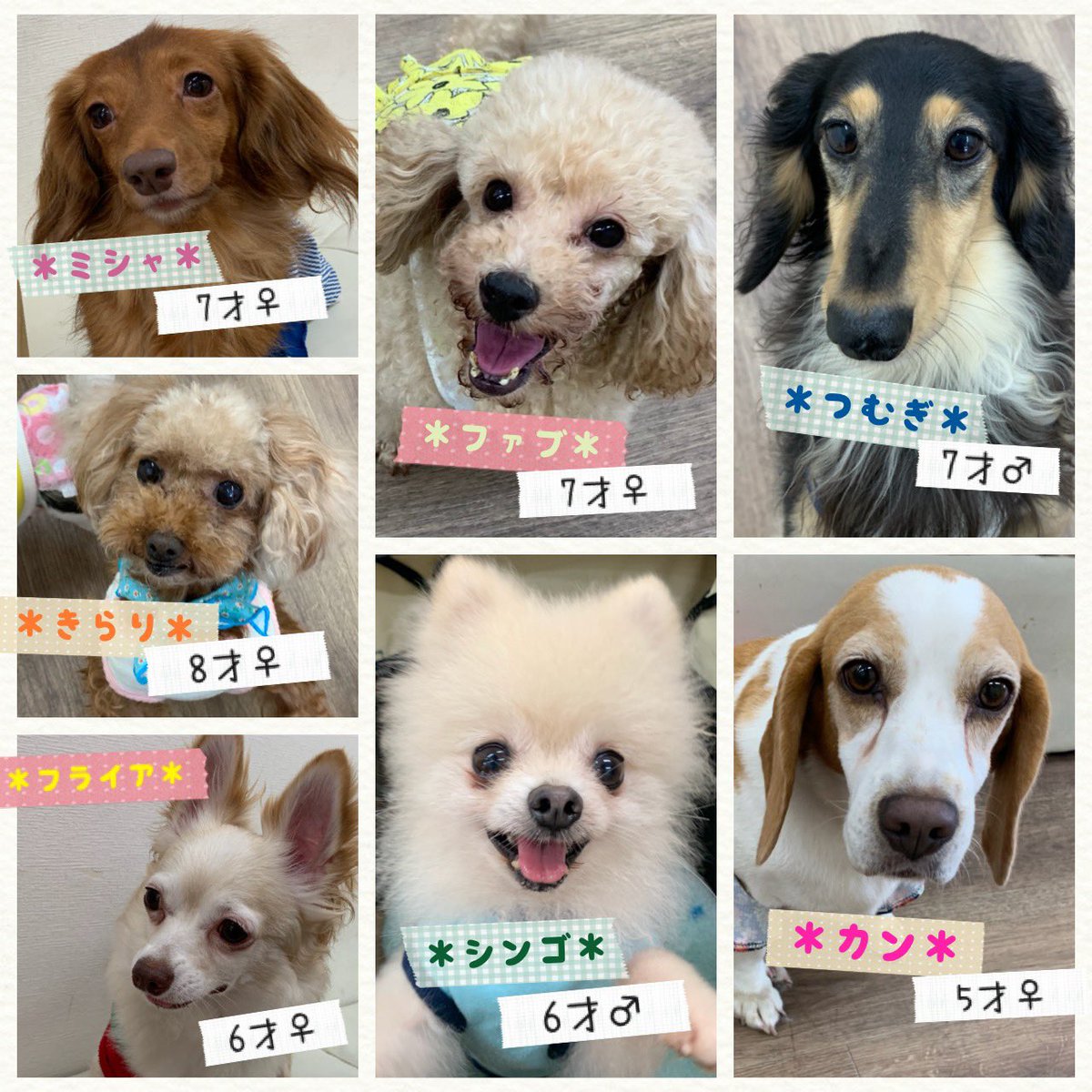 保護犬カフェ 保護猫カフェ 寺田町店 保護犬カフェ寺田町店 明日の里親さん募集メンバーです 本日も支援物資ありがとうございました 保護犬カフェ 保護猫カフェ 保護犬 保護猫 拡散希望 殺処分ゼロ 里親募集 犬バカ部 いぬら部 ねこすた 保護犬カフェ 保護猫カフェ 寺田町店 保護犬カフェ寺田町店 明日の里親さん募集メンバーです 本日も支援物資ありがとうございました 保護犬カフェ 保護猫カフェ 保護犬 保護猫 拡散希望 殺処分ゼロ 里親募集 犬バカ部 いぬら部 ねこすた
