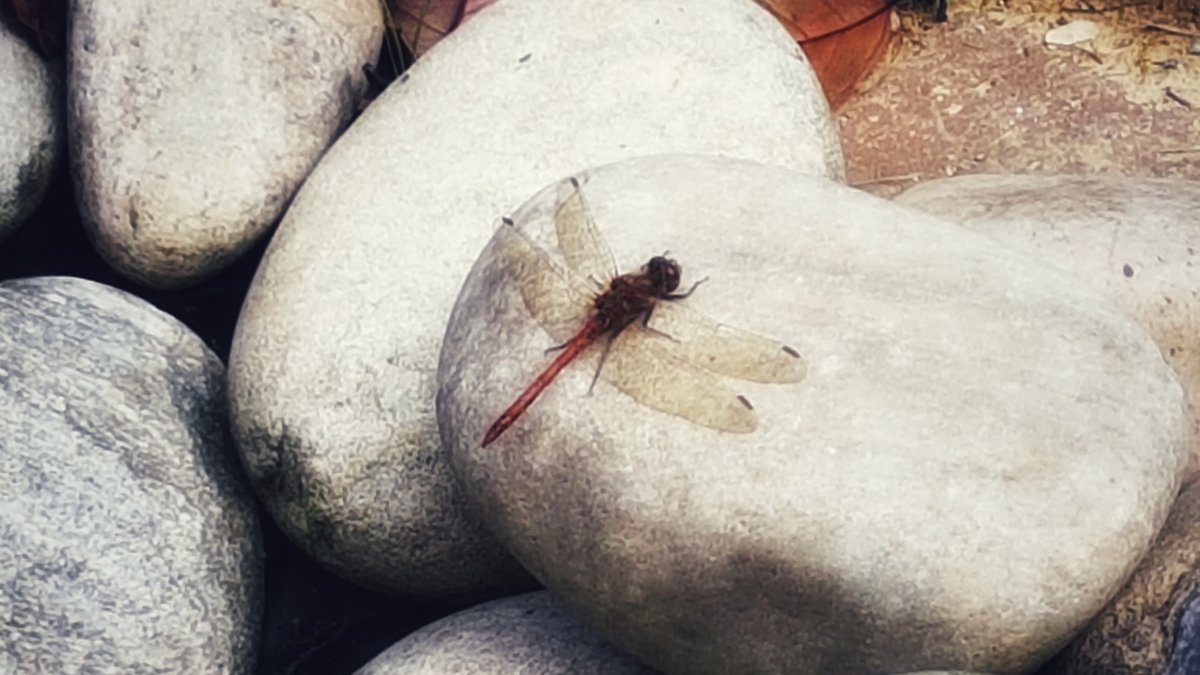 Shieldingafar's tweet photo. They came! Didn't stay long but still, they came! Hopefully they will be back and I'll do a better job with pictures. #WildlifeGoals #Dragonflies #NaturePond https://t.co/5tHV3f3OVe