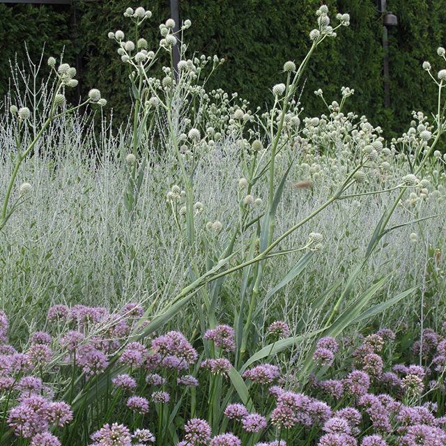 susancohan's tweet photo. Great late summer combo. Allium and Eyringium yuccifolium (Rattlesnake Master), Perovskia ssp. (Russian Sage) #gardendesigner #njlandscapedesign  #njlandscapedesigner #plantsofinstagram #perennials #summer #plantingdesign #landscapedesign #landscapedesig… https://t.co/gaqYI6kxJq https://t.co/78pdNh9R5g