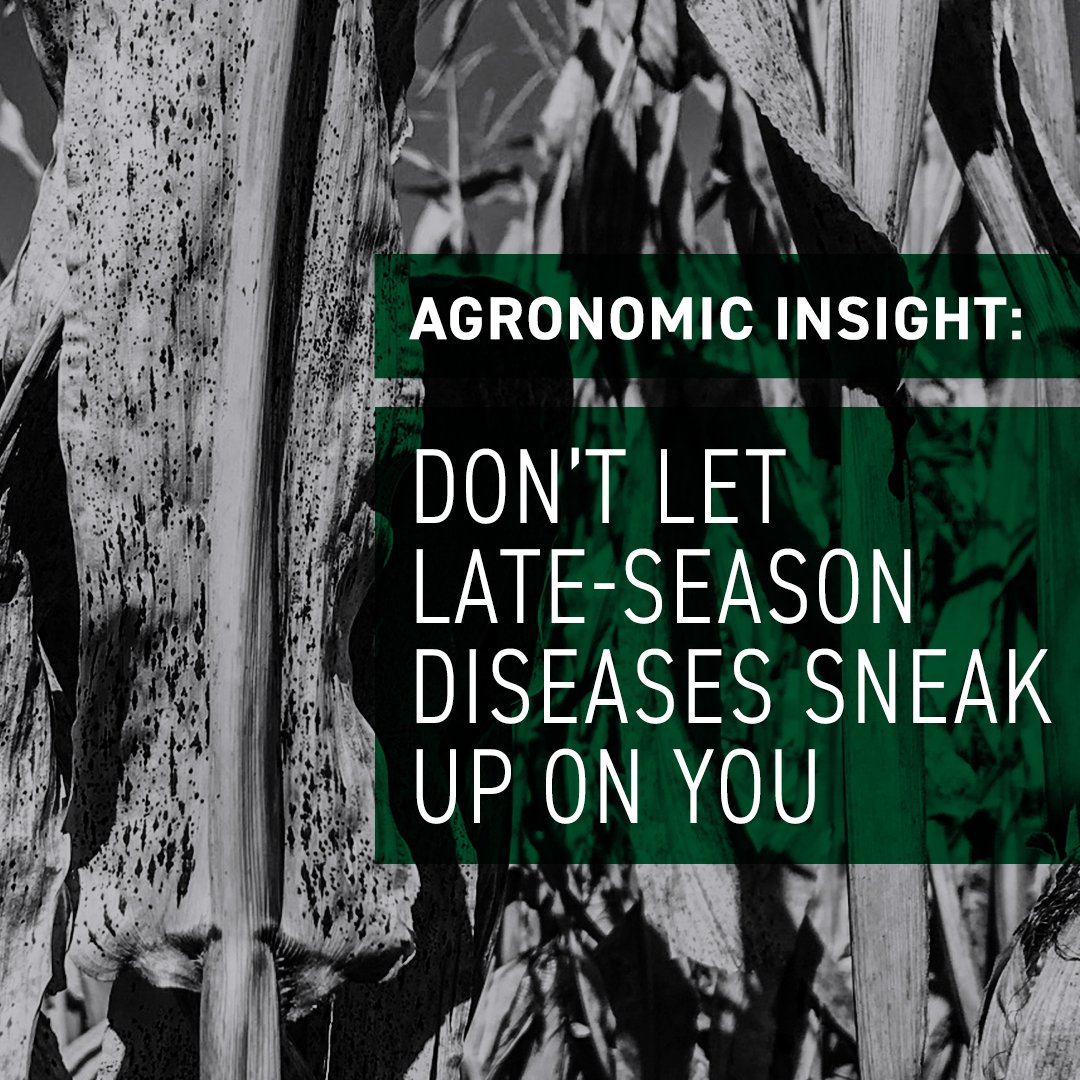 BecksHybrids's tweet photo. Late-season foliar diseases like tar spot and rust still have the potential to impact yield. Continue scouting and consider a second fungicide application in areas with high disease pressure. Stalk quality will affect your harvest. #BecksAgronomy #justkeepscouting https://t.co/qUqPTuoEhB