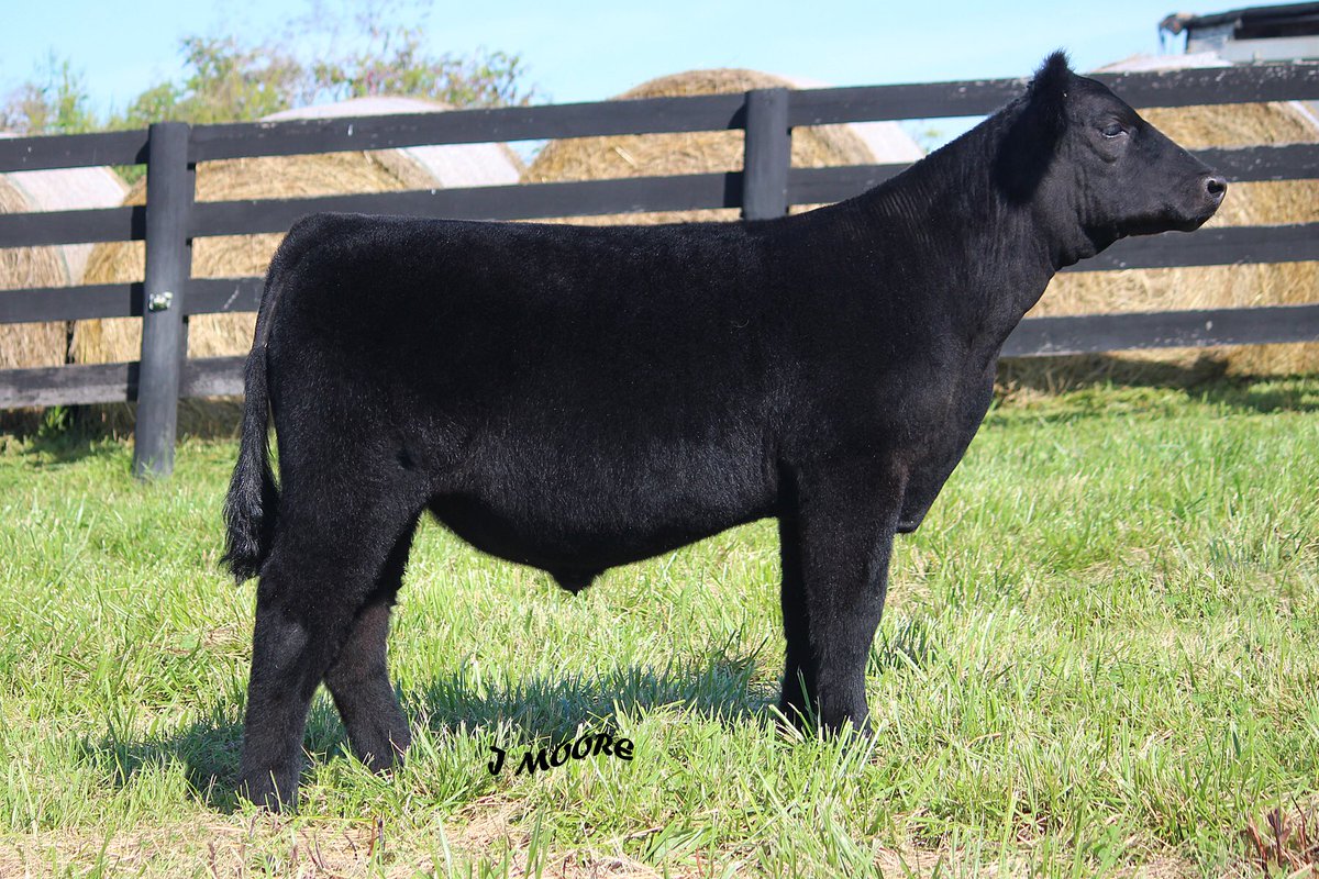 bbolender's tweet photo. Big league American Pharaoh steer beautiful fronted big belly square hipped and sound in his movement this guy is the right kind!! https://t.co/Zp2QRcOEVX @mattlautner https://t.co/wT4pG5cTeD