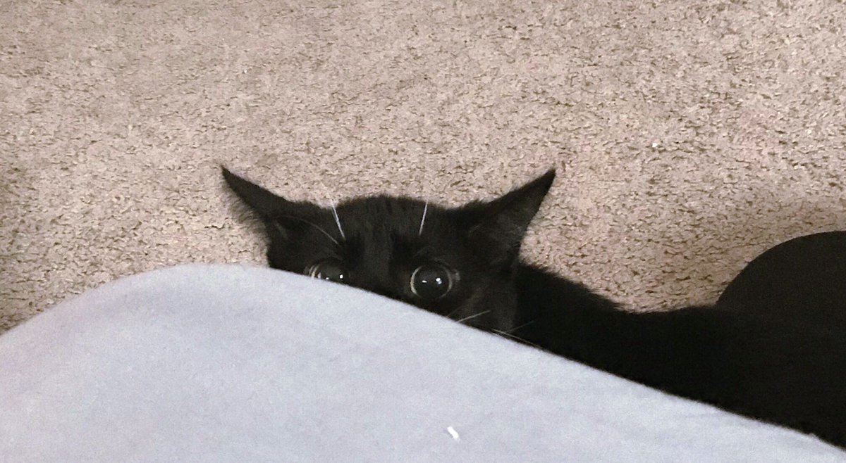 jessebee_'s tweet image. ready 2 attac