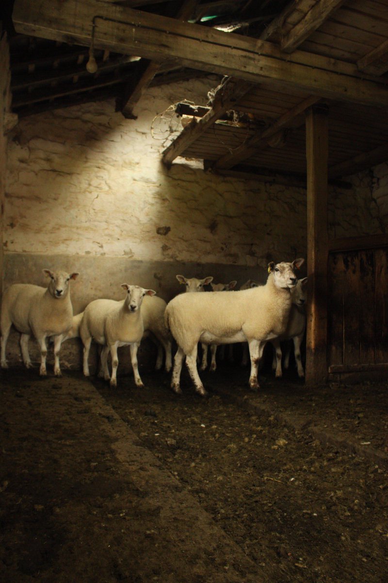 BeebeeBolton's tweet photo. More sheep jobs today, sorting through our homebred Texel x shearlings....oh and some time for playing and pictures 🥰 https://t.co/20MELqGNNT