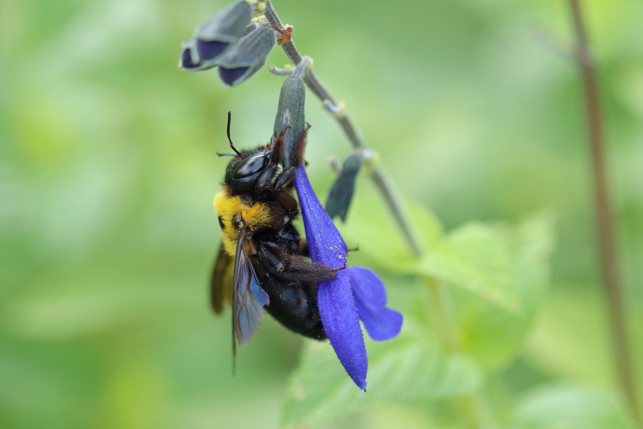 しまこ ブルーサルビアの花を抱きしめるように蜜を吸うクマバチさんがいとおしい