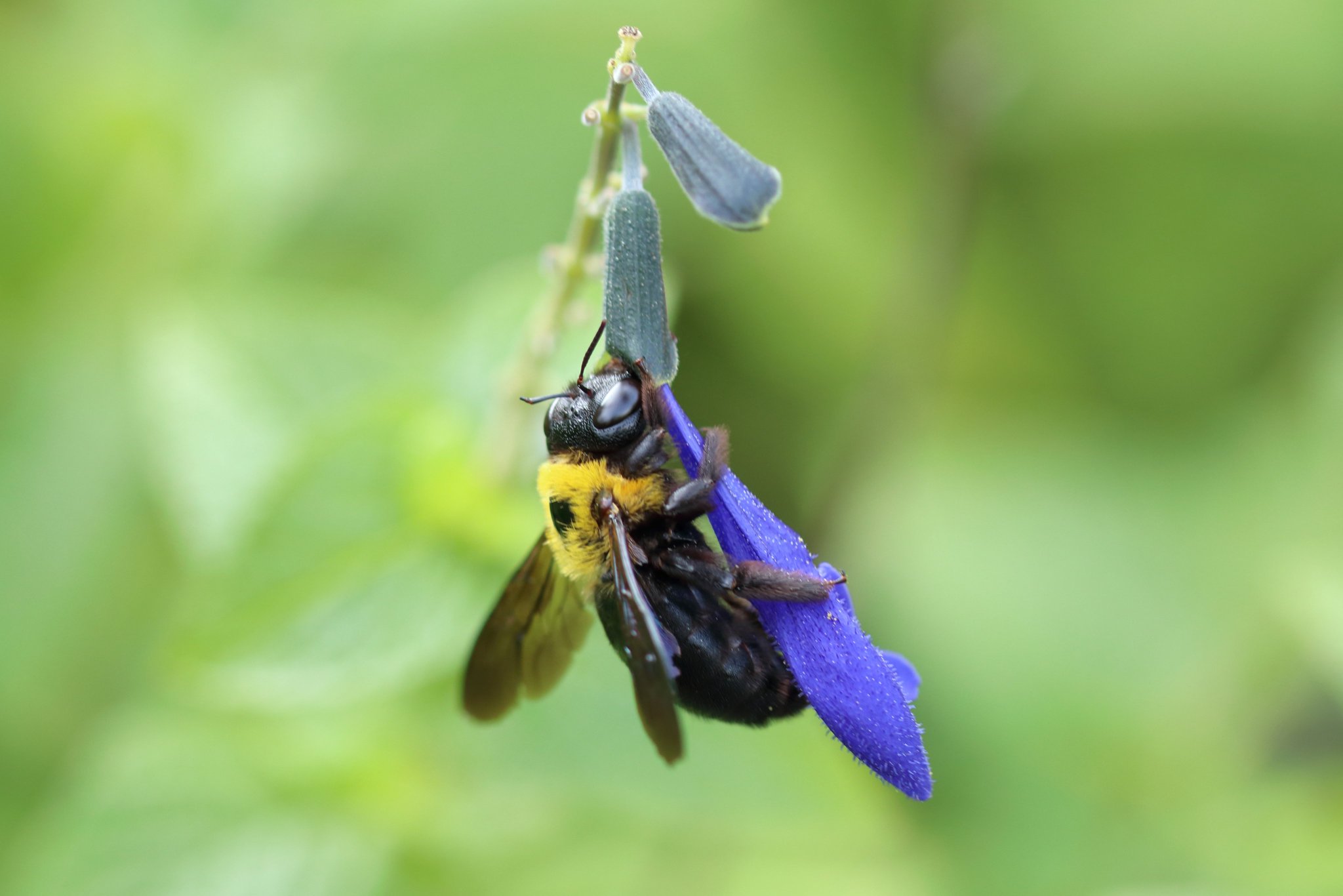 しまこ ブルーサルビアの花を抱きしめるように蜜を吸うクマバチさんがいとおしい