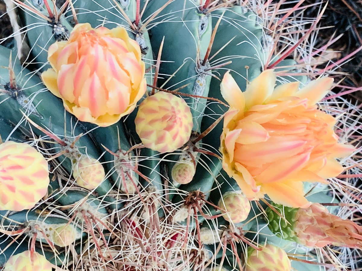 amorettiauthor's tweet photo. Seeing cactus 🌵 flowers on the walk. Makes me want to get more cactuses for my room decor. 😍 #cactus #flowers #plants https://t.co/5DkIrIiE34
