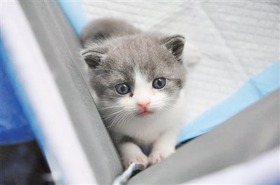 PDChina's tweet photo. Meet Garlic, China's 1st #cloned cat, born in Beijing on July 21! https://t.co/eJzCUvDE0E