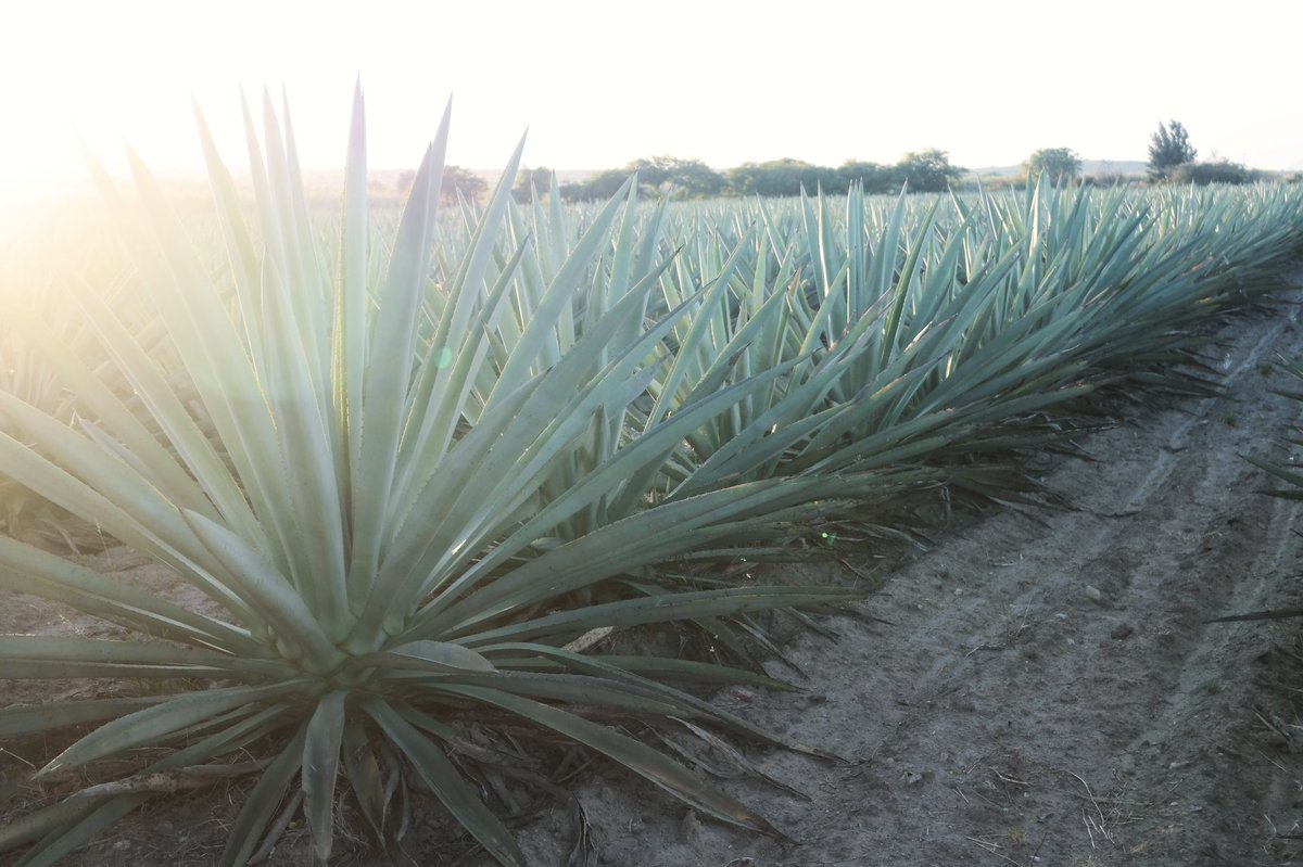 Rise and shine  #Espadin #oaxacamexico #frijolotes #lajicaritamezcal #mezcal