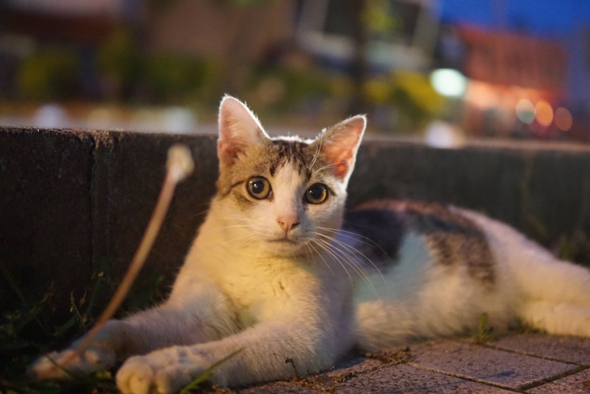 healingcat_bot's tweet photo. 近所の美猫さんです。
よろしければどうぞ！ (403f8f83)さんより https://t.co/0n1NgUxs1h