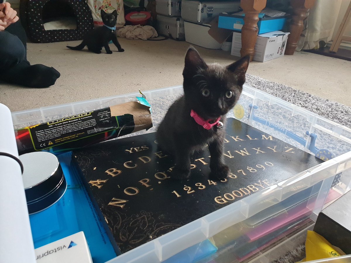 kernowghosts's tweet photo. When you have work to do but some tiny distractions 😇👻😺🖤
#Kittens #PolkaNDot #Paranormal #Ghosthunter #Ouija #Cornwall #DarkRoseEvents https://t.co/rM8K3Tbbmj