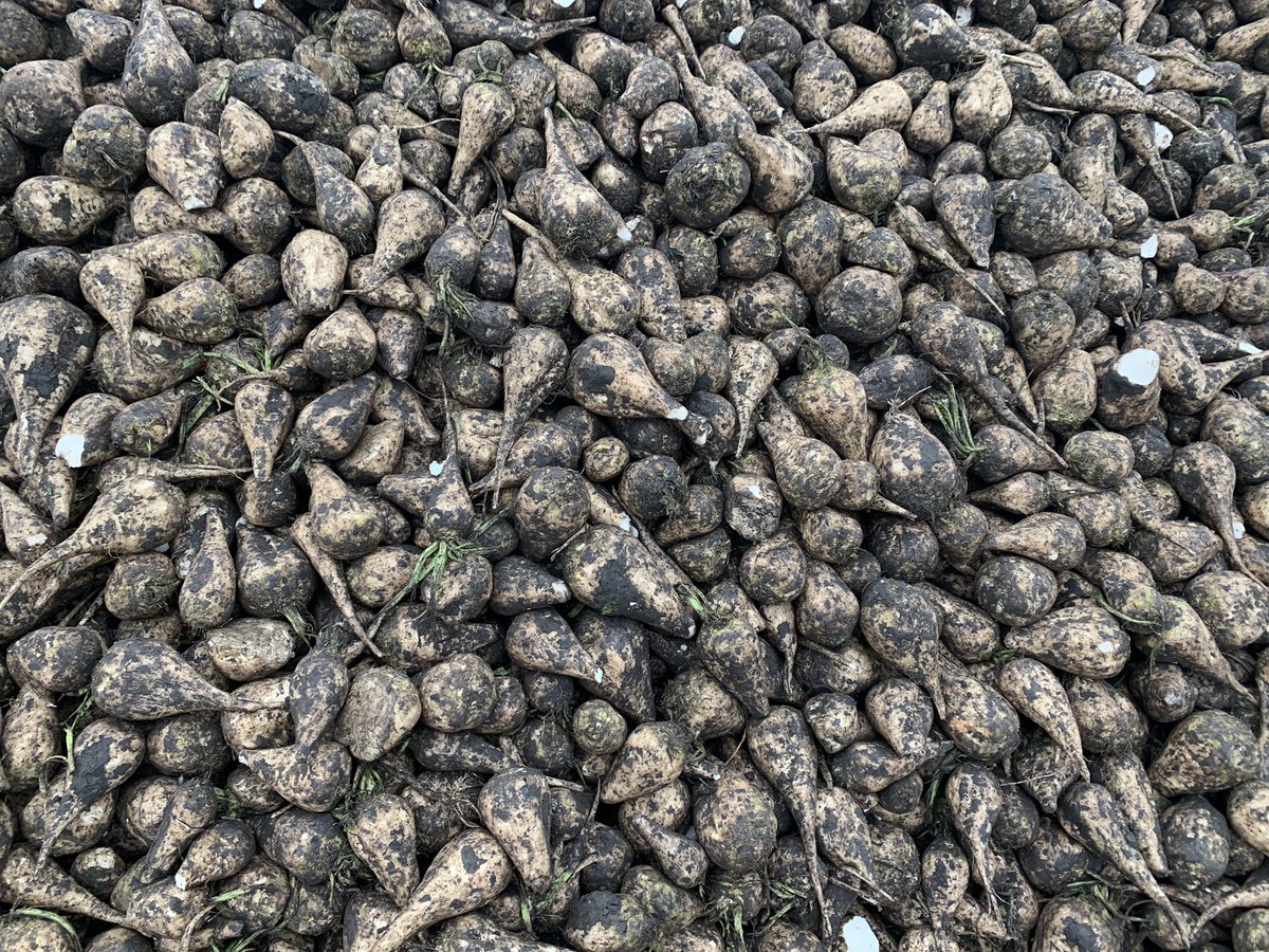 BeetWeedControl's tweet photo. First day of prep Ike at the Lehman piker, near Norcross, MN https://t.co/Ybib4MYeey