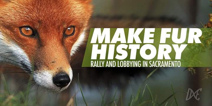 DxEverywhere's tweet image. YOU have a great opportunity to speak for the animals in Sacramento tomorrow, August21st! Wear a blue DxE shirt. Also, join us for a picnic at the park AFTER this event! #MakeFurHistory #AB44

RSVP &amp;amp; details here:
facebook.com/events/5032621…