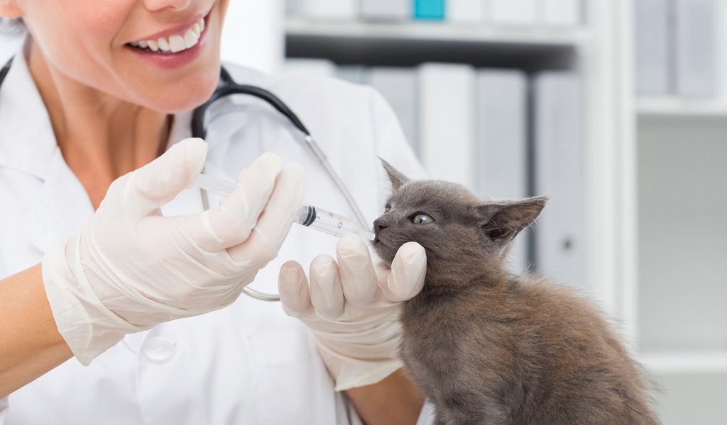 James_vpss's tweet photo. *Registered Veterinary Nurse (New Grads Welcome) - Permanent Flexible Hours - Worcestershire*
Exciting new position has become available for a new graduate RVN or for anyone looking for a change. 
Click the link below to find out more;
https://t.co/UKOOkFzq9e https://t.co/xKwfGovKAF