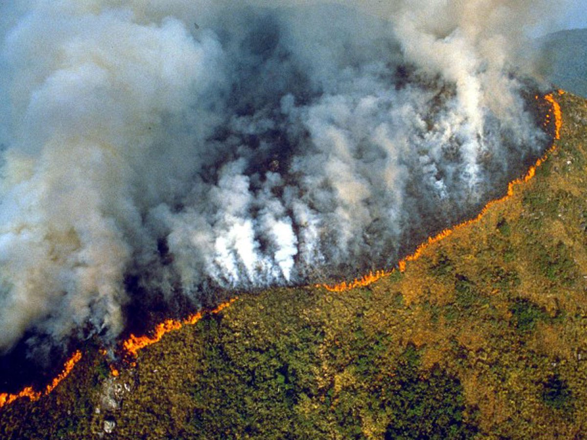 The Amazon rainforest has been burning for 3 weeks! We are on the verge of losing it completely if the fire isn't put out. 

The loss of trees, the loss of biodiversity is what is accelerating CLIMATE CHANGE. 

THIS IS AN INTERNATIONAL EMERGENCY. This is a CRISIS.

#SaveTheAmazon