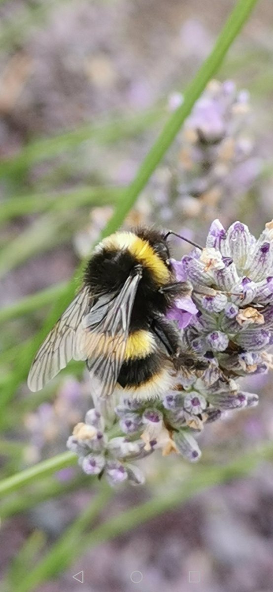 thpaul1's tweet photo. Busy #bees in #Durham #photography https://t.co/vfW0LmCsbJ