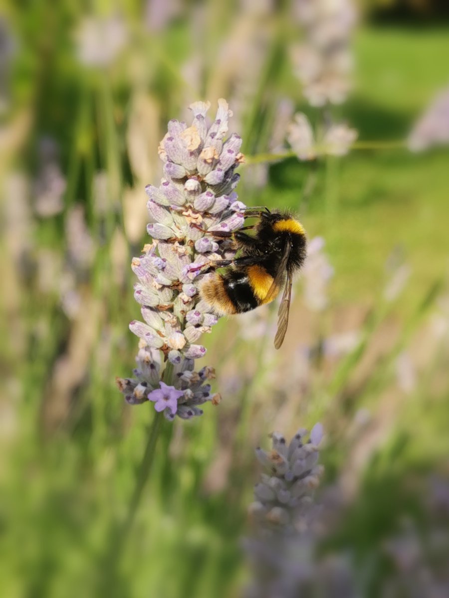 thpaul1's tweet photo. Busy #bees in #Durham #photography https://t.co/vfW0LmCsbJ