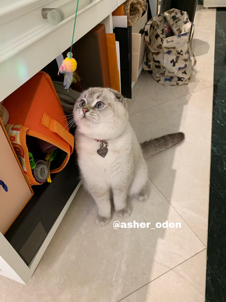 asher_oden's tweet photo. วันนี้เอาน้องเข้ามาในห้องแต่งตัวแล้วหาน้องไม่เจอ เลยเอาของเล่นมาแกว่งๆเรียก น้องก็ไม่ยอมออกมา เราวิ่งหาทั่วบ้านกลัวน้องหลุดออกไป เราก็แกว่งๆไปเรื่อยๆจนอยู่ดีๆได้ยินเสียงน้องร้องเหมียวๆปรากฏว่าน้องโดนขังอยู่ในตู้เสื้อผ้า คุณแม่ไม่รู้ว่าน้องเดินเข้าไปละปิดตู้ขังน้องไว้55555555555 https://t.co/KVPWTF95M9
