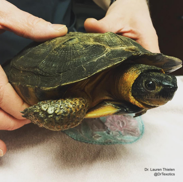 LafeberVet's tweet image. Wood Turtles @ConserveHerps ow.ly/Rk0350vD7Cf #reptiles #chelonians #turtles #conservation