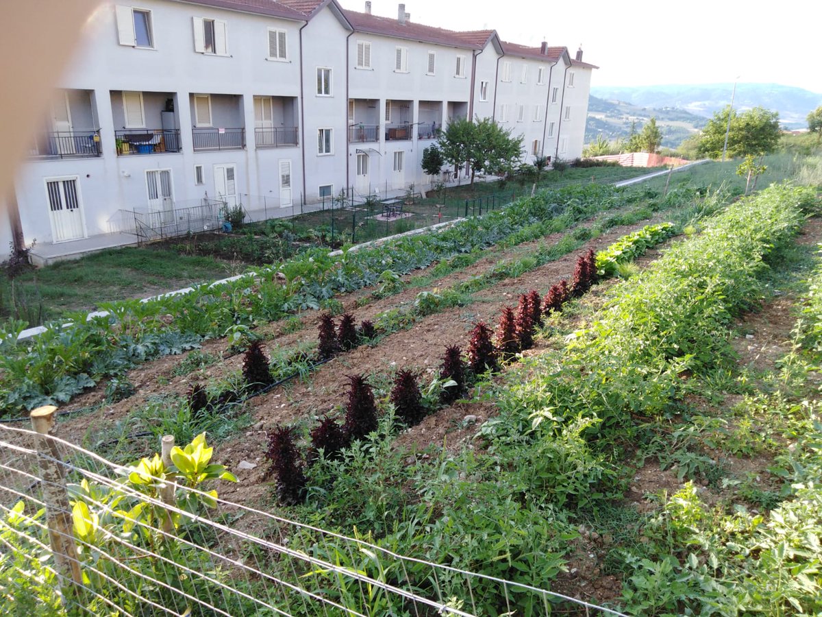 CasaleSalvo's tweet image. @ChMarciani #benesseregiovani #bngsprint #teora.i prodotti dell'orto sociale realizzato con benessere giovani.