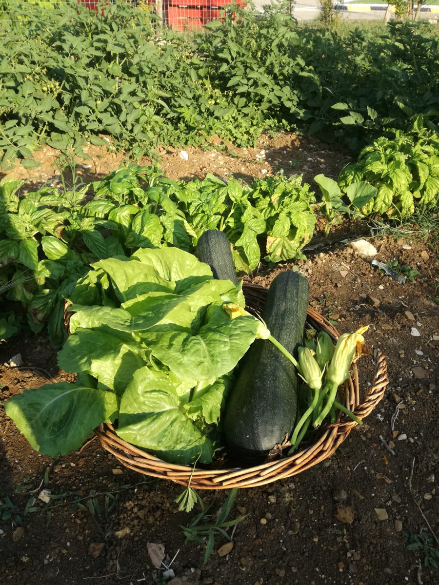 CasaleSalvo's tweet image. @ChMarciani #benesseregiovani #bngsprint #teora.i prodotti dell'orto sociale realizzato con benessere giovani.