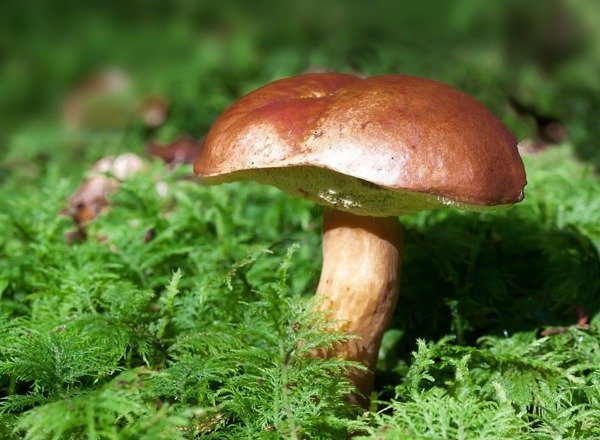 vyletysdetmi's tweet photo. Máte rádi houbaření? Chcete se dozvědět novinky a zajímavosti z mykologie? Přijďte se podívat ve dnech 7. - 8. 9. 2019 na akci Houby do Pevnosti poznání v Olomouci.

https://t.co/i9bXRtoYt6
#pevnostpoznani #muzeum #vystava #akceprodeti #houby #tipnavylet https://t.co/C2d4EpQg9x