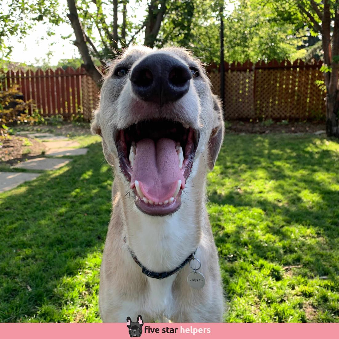 FiveStarHelper's tweet image. Say hello to NEWT, aka. Mr. Happy Pants!
.
⭐⭐⭐⭐⭐ Google Reviews
🐶 Need dog sitting or dog walking?
☎ 587-439-2414
📧 hello@fivestarhelpers.com