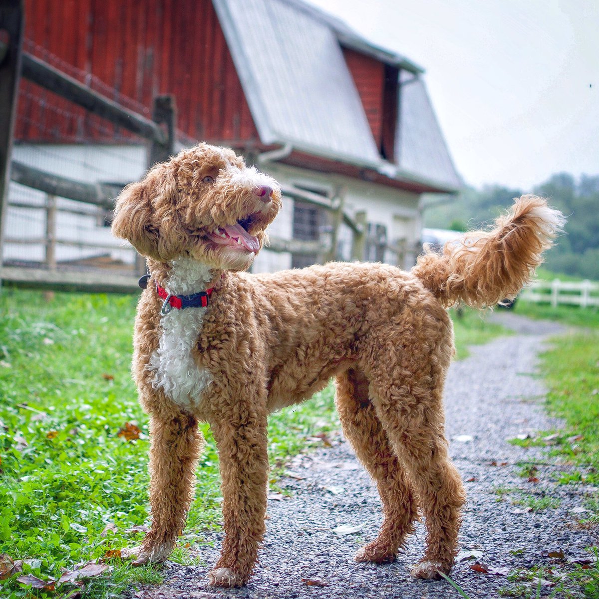 Indythedoodle's tweet image. She’s growing into such a little lady. ☺️

#babysisterroux #9mosold #32lbs

instagram.com/p/B1Y2mmIBe7f/…

@Chewy @Adorably @DogsofInstagram @dogs @DogsCoffee @Petco @PetSmart @TheEllenShow