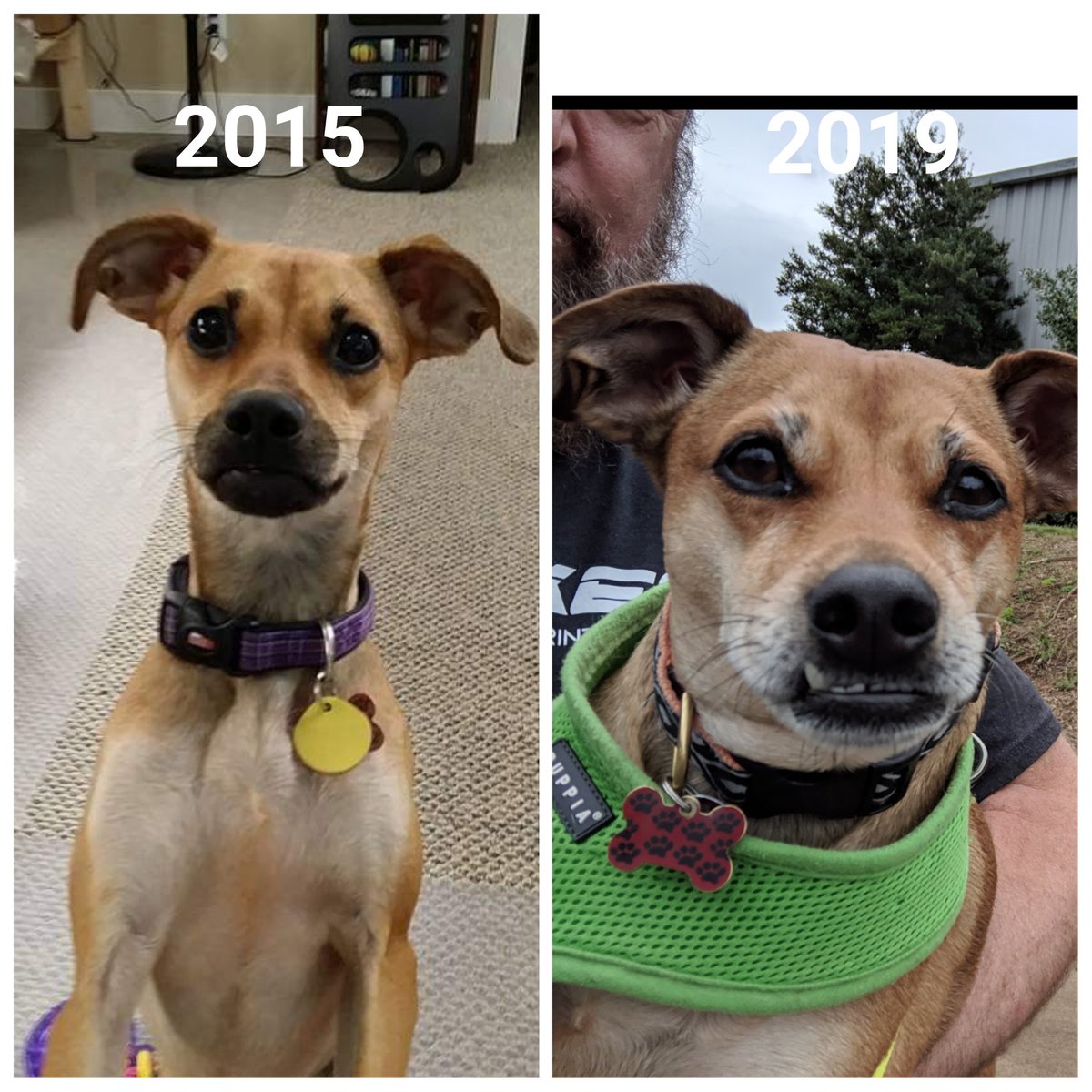 Elsa Mae (@3dprintingk9) on Twitter photo 