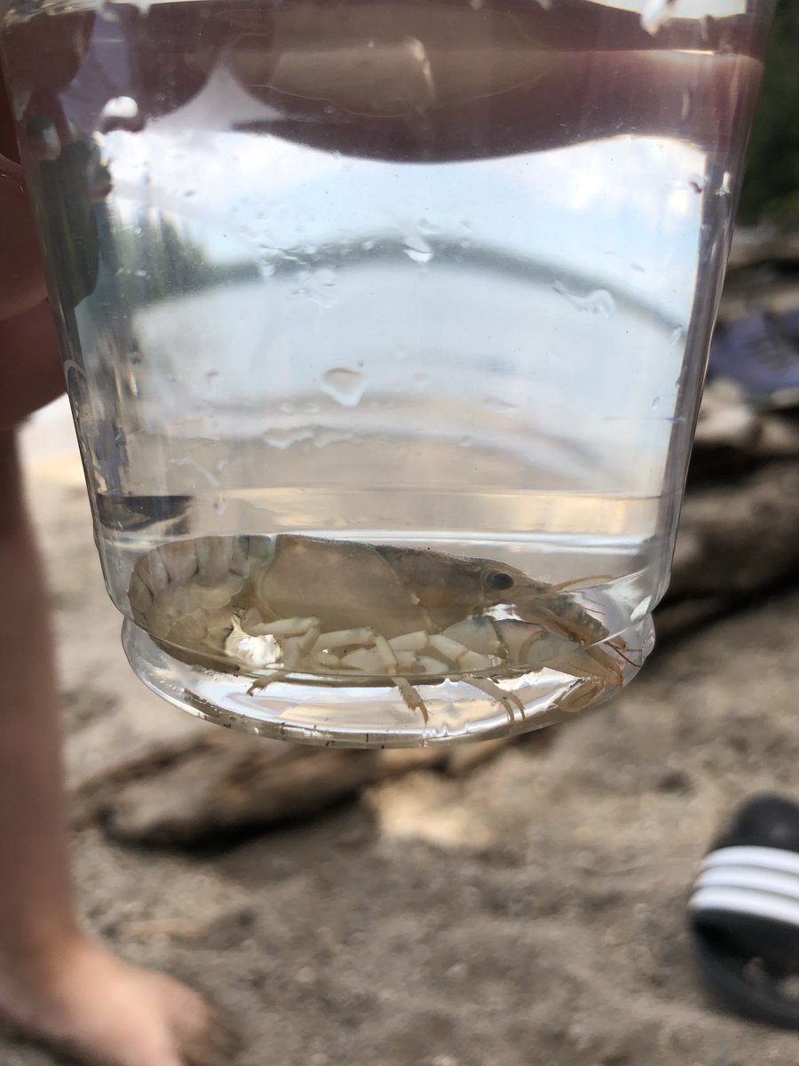 sarahcc90's tweet photo. We caught a crayfish! @RidingNP #welethimgo #RidingNP https://t.co/DuntgohQUa