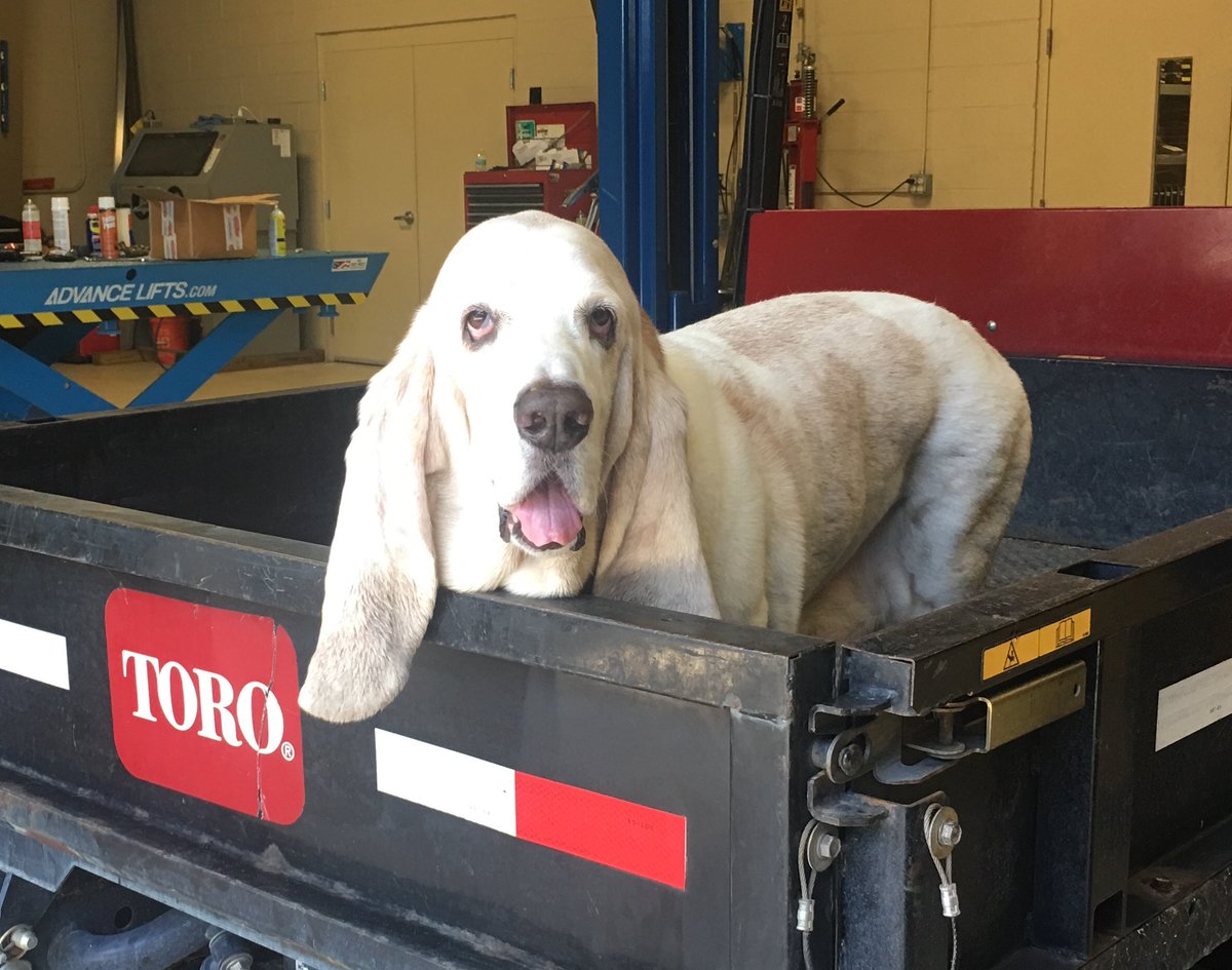 wescoturf's tweet photo. Do you have a Red Iron Dog and are a Wesco Turf customer? Even if you submitted your dog last year, submit a new photo this year! Dogs can be featured with any Toro equipment - even irrigation! https://t.co/iAoSCXt3jW. Submit now thru 9/13. #RedIronDogs https://t.co/vdJP3isgnL