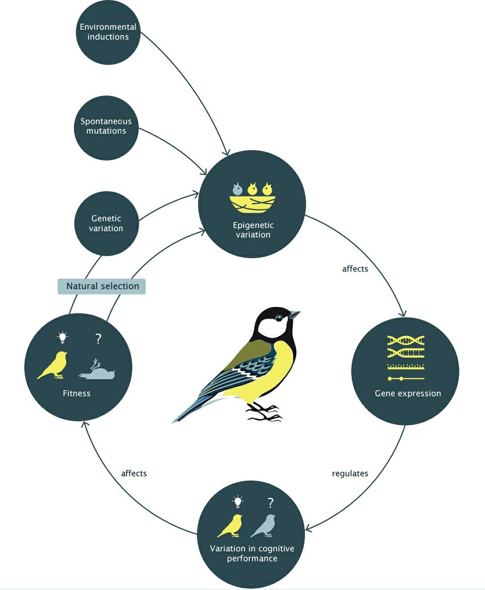 Is it a cause? Is it a consequence?  How are epigenetics involved in cognitive variation? Come to S4.P16 to discuss my mind-spinning project. #eseb2019