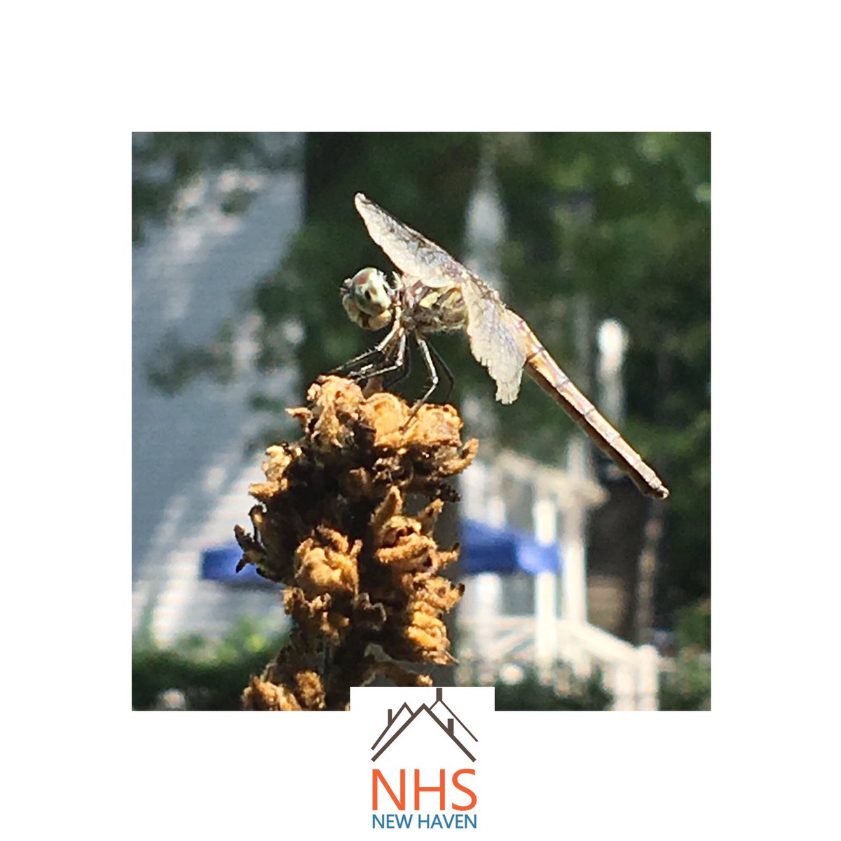 Look at this beautiful creature in
Sherman Forest! 
Dragonflies are essential; they feed on mosquitos and biting flies, reducing humans’ demand for pesticides! 
They also feed others... 🦢 🐸. Everything connects! We love this little enclave in Newhallville!