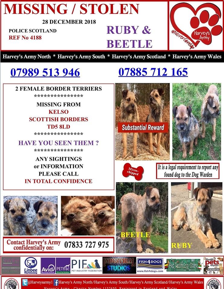 LostPetsWales tweet media