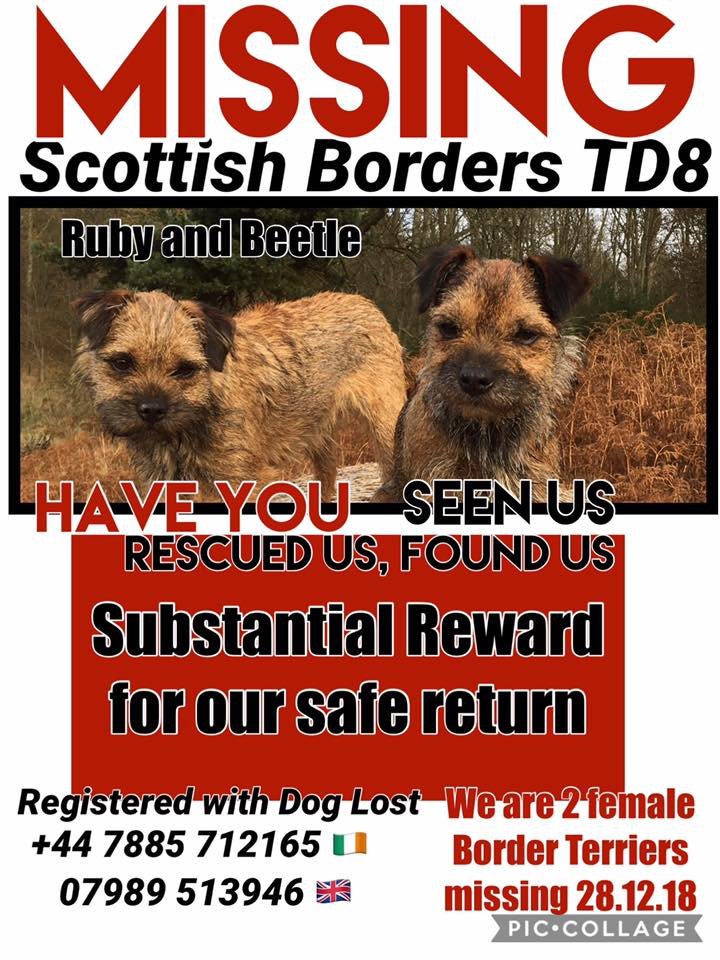 LostPetsWales tweet media