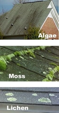 Does any of this look familiar??
#Mold
#Algae
#Lichen

Call <a href="/TheRoofWizardNJ/">The Roof Wizard</a>  today for your #FreeEstimate, and have a #Professional remove whats really damaging your roof!

609-705-0093