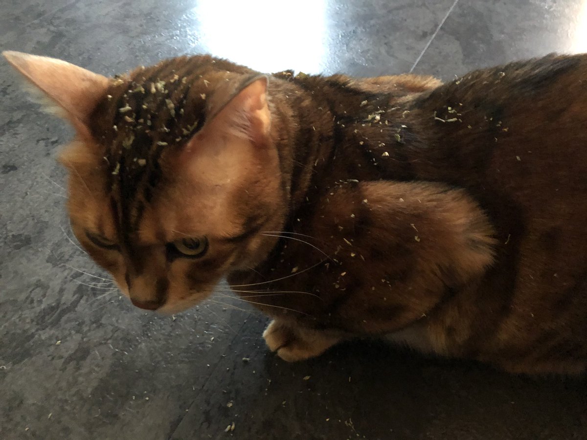 BengalPhoenix's tweet photo. I had nothing to do with stealing the catnip!! Maybe the dog did it? https://t.co/HwybrwLdzx