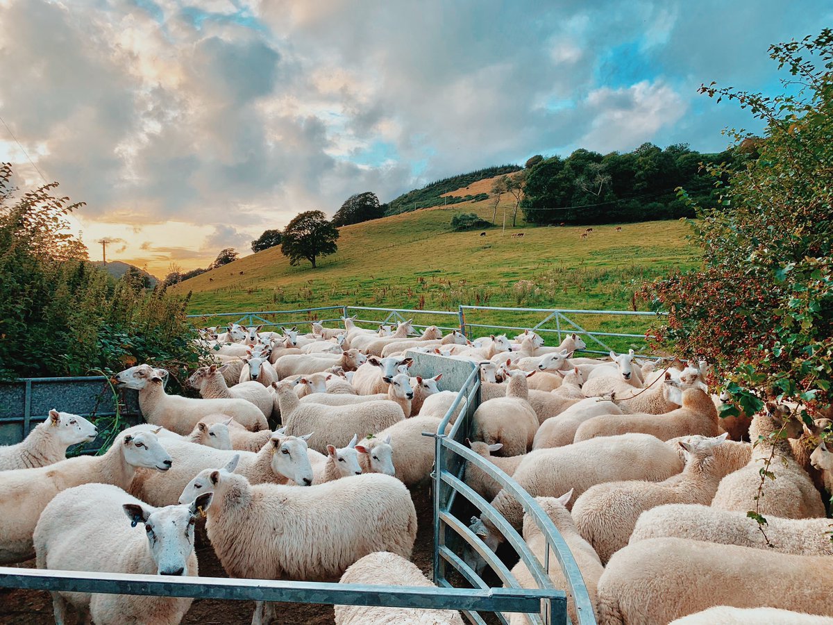 Public Relations by day, sorting sheep (and sassy pet lambs) by night 👩🏻‍💻👩🏻‍🌾 

#WeAreWelshFarming #NiYwFfermioCymru