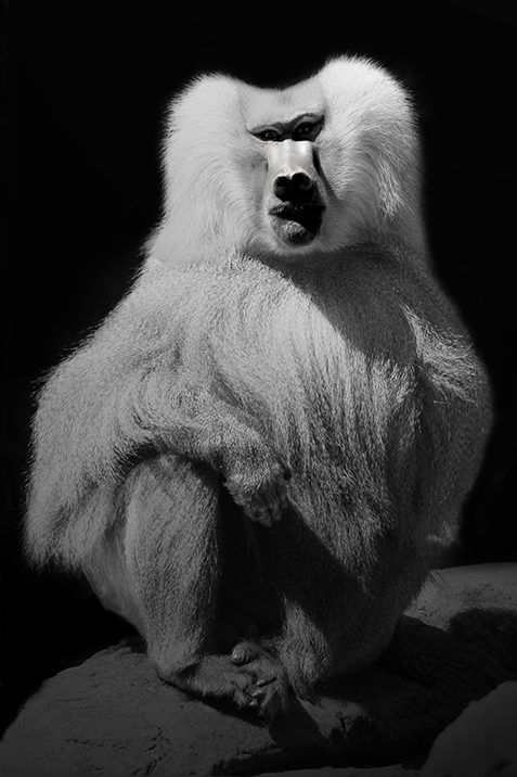 LearningLens_'s tweet photo. An exhibition of Elliot Ross’s portraits of animals from all over the world is showing in #Amsterdam. See more of the work on #PDNPOTD. https://t.co/mNpvyriGcC https://t.co/19bssS3heB