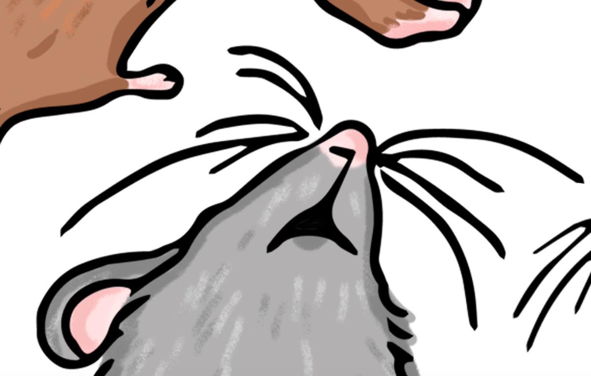 _elliemejia's tweet photo. In celebration of @NPR retweeting probably my silliest project here are a few of my favorite rat close-ups https://t.co/rRACJHYIwN