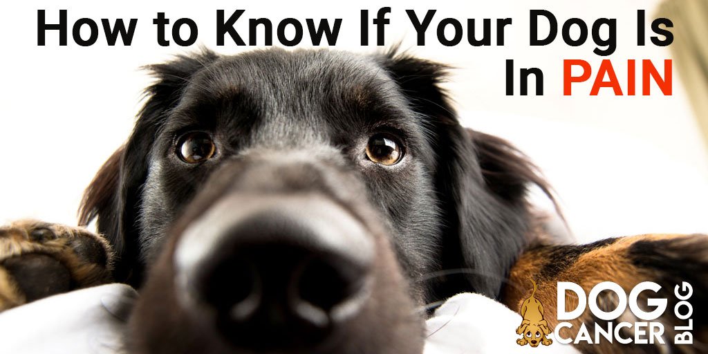 DogCancerVet's tweet photo. Most dogs don't speak human, so we often miss the signs. https://t.co/kkiWSOjVbF https://t.co/X6DKBqHu1H