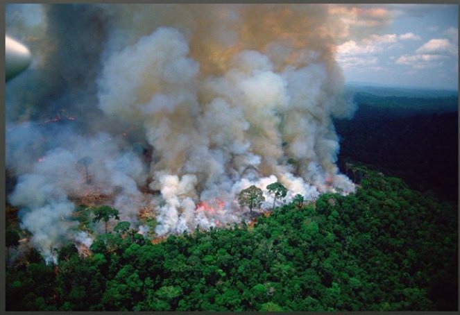 AnneMarieBrasil's tweet photo. #PrayforAmazonia 
The Amazon has been in serious trouble for weeks and no one is talking about it. The Amazon rainforest, one of the most diverse ecoregions, is burning and nothing is being done to end this ecological disaster. https://t.co/TyBu1eLtzj