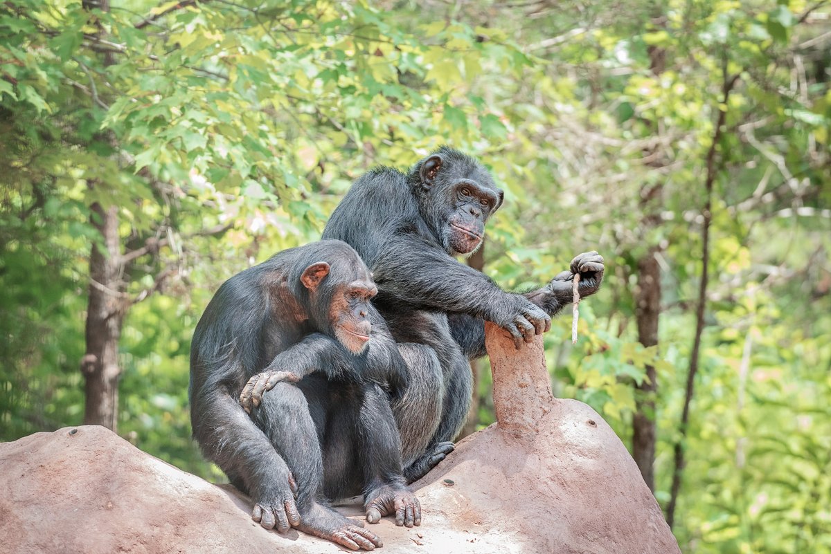 projectchimps's tweet photo. The chimps love using the mock termite mound we built in their forested sanctuary habitat. Amy, LB and the other females are now pros at finding sticks & dipping them into the holes to extract peanut butter from the tubes inside.
Photo of #AmyChimp and #LBChimp by Crystal Alba https://t.co/5luO0eWn3y